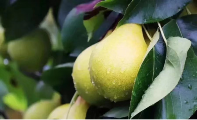 豐收節里話農村經濟發展 央視點贊京東惠民小站助力農產品上行